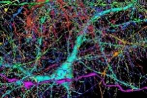 Google has mapped a piece of human brain in the most detail ever | New  Scientist